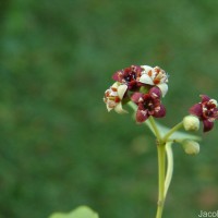 Santalum album L.